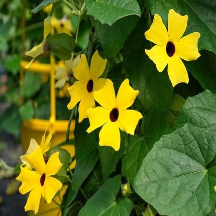Thunbergia Flower Seeds Heirloom Non-GMO High Germination Organic Garden Seeds for Planting