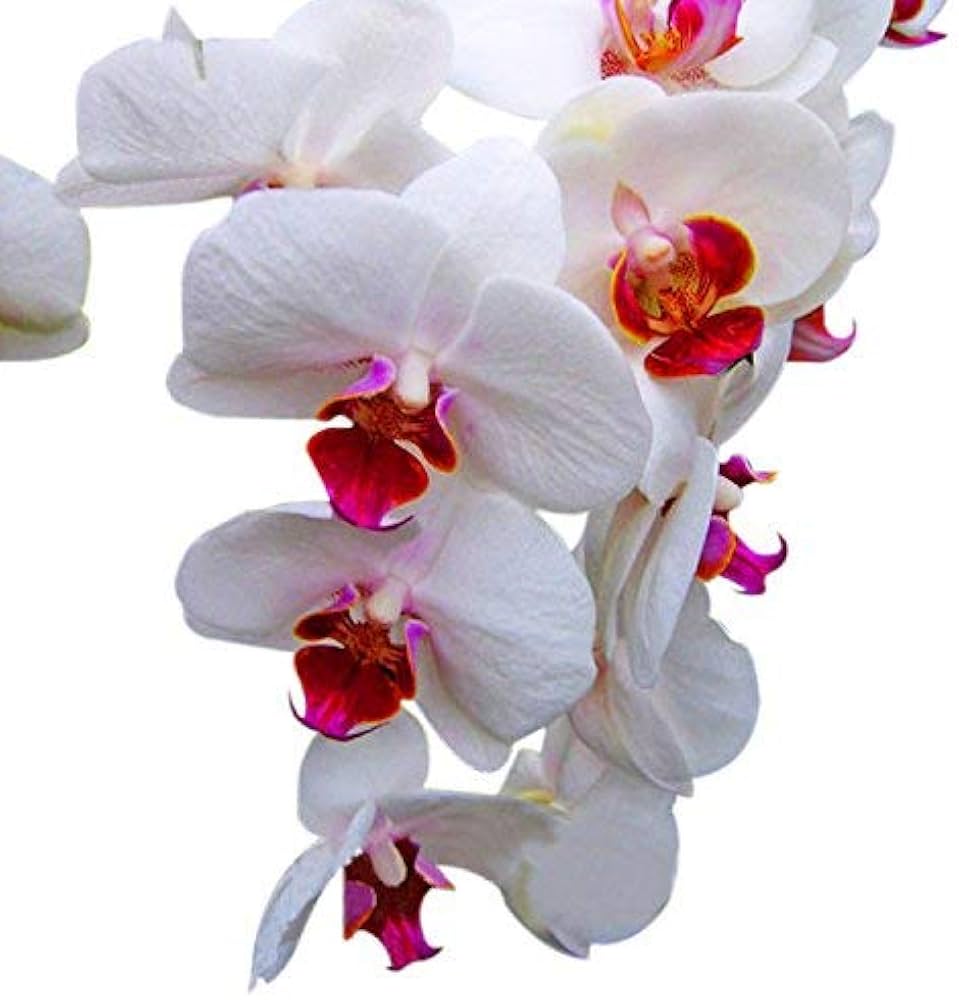 types multiple flower seeds