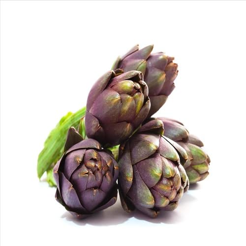 Purple Artichoke Seeds – Heirloom, Non-GMO, High Germination Organic Garden Seeds Planting