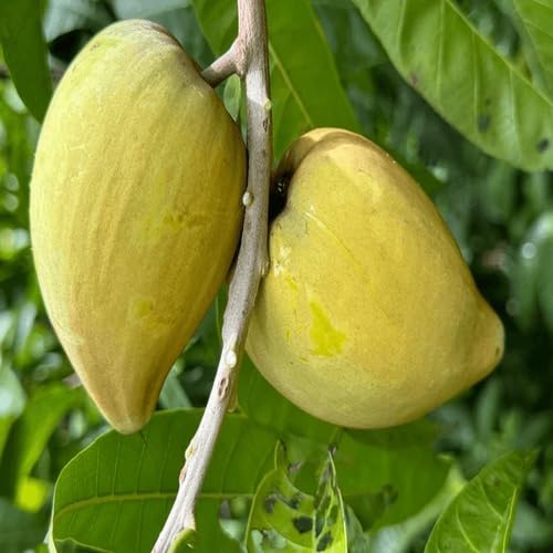 Lucuma Nervosa Seeds Green – Heirloom Non-GMO High Germination Organic Garden Seeds for Planting Seeds for Planting