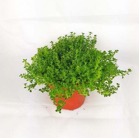 Green Thyme herb seeds