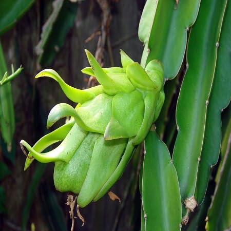 Pitaya Seeds – Heirloom, Non-GMO, High Germination Organic Garden Seeds