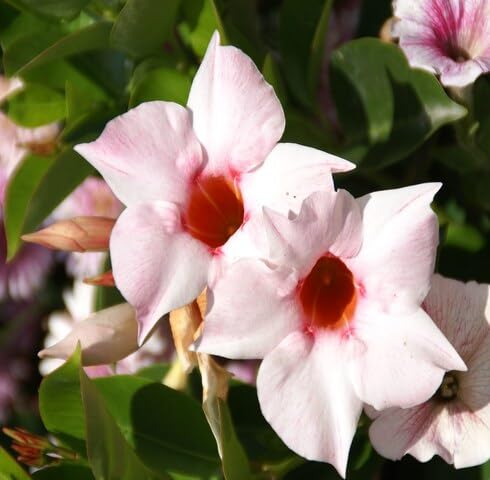 White Pink Mandevilla Flower Seeds Heirloom Non-GMO High Germination Organic Garden Seeds for Planting