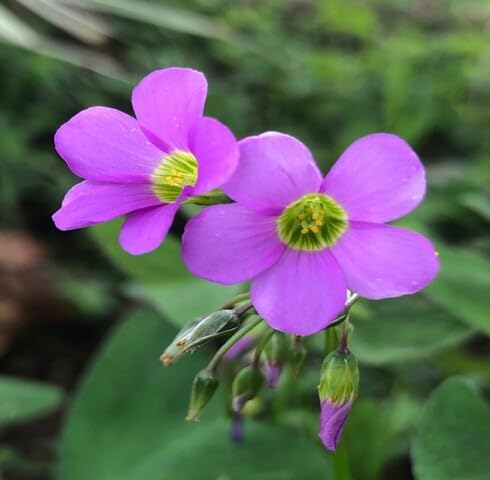 Pink Oxalis Acetosella Flower Seeds – Heirloom, Non-GMO, High Germination Organic Garden Seeds for Planting