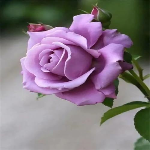 Lavender Rose herb seeds