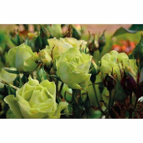roseflowergreenheirloomnongmo flower seeds