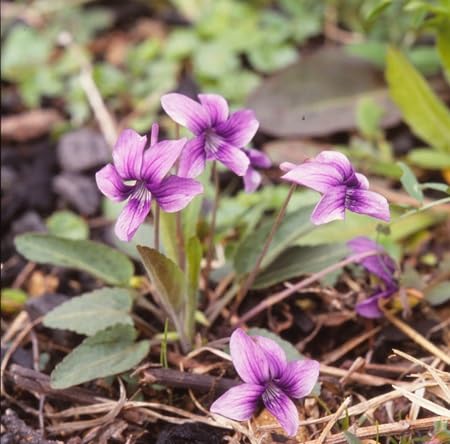 Viola Yedoensis Seeds – Heirloom Non-GMO High Germination Organic Garden Seeds