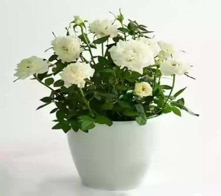 Green Rose Plant Seeds for Planting – Heirloom, Non-GMO, High Germination Organic Garden Seeds