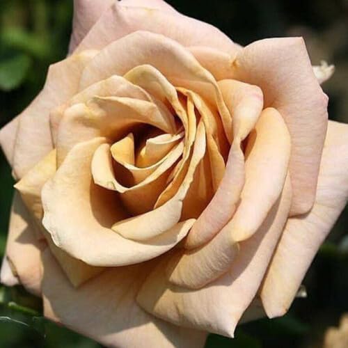 rose flower flower seeds