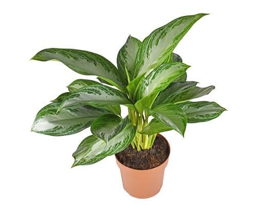 mixed aglaonema heirloom non-gmo seeds