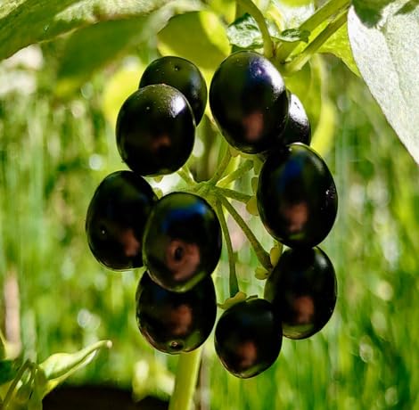 Black Huckleberry Seeds – Heirloom, Non-GMO, High Germination Organic Garden Seeds