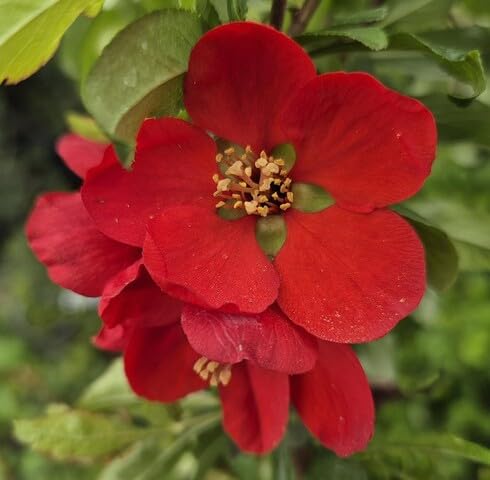 Red Chaenomeles Flower Seeds – Heirloom, Non-GMO, High Germination Organic Garden Seeds for Planting