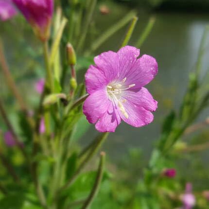 Rosa Kleinblütiges Weidenröschen Blumensamen – Alte Sorte, gentechnikfrei, keimstark, Bio-Gartensamen zum Pflanzen