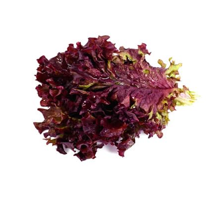 Lettuce Seeds – Heirloom, Non-GMO, High Germination Organic Garden Seeds Planting