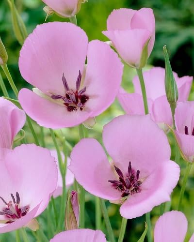 Calochortus Flower Seeds – Heirloom, Non-GMO, High Germination Organic Garden Seeds for Planting