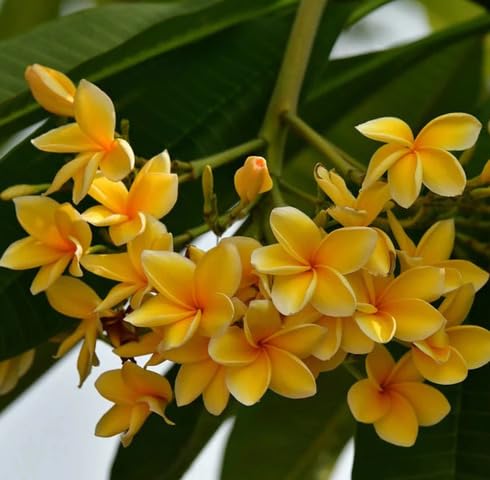 Yellow Plumeria Flower Seeds – Heirloom, Non-GMO, High Germination Organic Garden Seeds for Planting Seeds for Planting