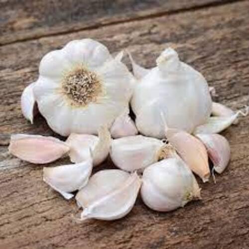 Garlic Seeds – Heirloom, Non-GMO, High Germination Organic Garden Seeds Planting