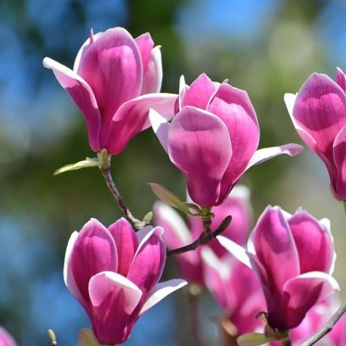 Magnolia Flower Seeds Purple – Heirloom Non-GMO High Germination