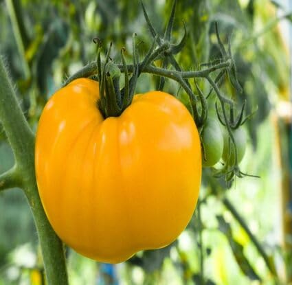 Semillas de tomate amarillo – Herencia, sin OGM, alta germinación Semillas de jardín orgánicas para plantar