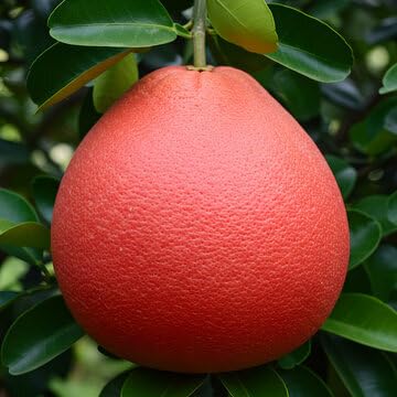 Red Pomelo Seeds – Heirloom, Non-GMO, High Germination Organic Garden Seeds