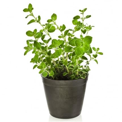 Grüne Oregano-Pflanzensamen, alte Sorte, gentechnikfrei, hohe Keimrate, Bio-Gartensamen zum Pflanzen