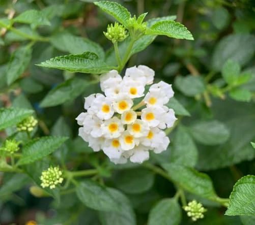White Lantana Flower Seeds Heirloom Non-GMO High Germination Organic Garden Seeds for Planting