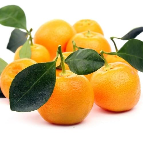 Calamondin Seeds – Heirloom, Non-GMO, High Germination Organic Garden Seeds