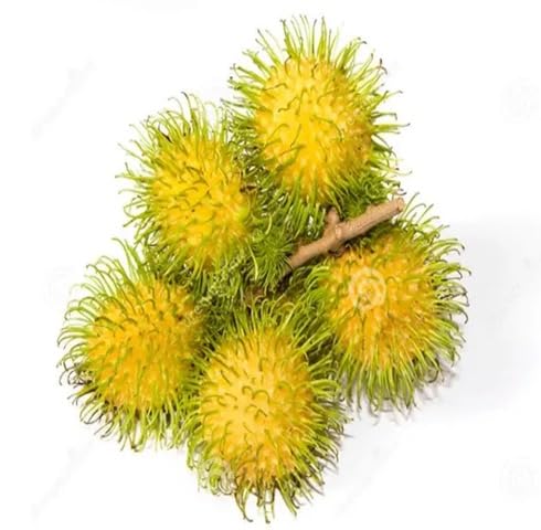 Yellow Rambutan Seeds – Heirloom, Non-GMO, High Germination Organic Garden Seeds