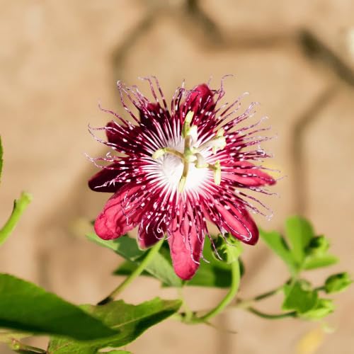 Red Passiflora Flower Seeds – Heirloom, Non-GMO, High Germination Seeds