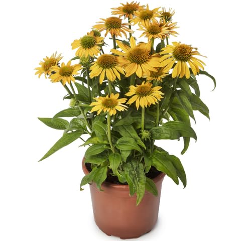 yellow echinacea flower seeds