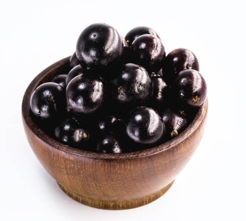 Elderberry Seeds Black Heirloom Non-GMO High Germination Organic Garden Seeds for Planting