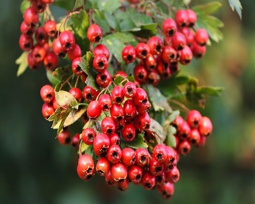 Hawthorn Seeds – Heirloom Non-GMO High Germination Organic Garden Seeds for Planting