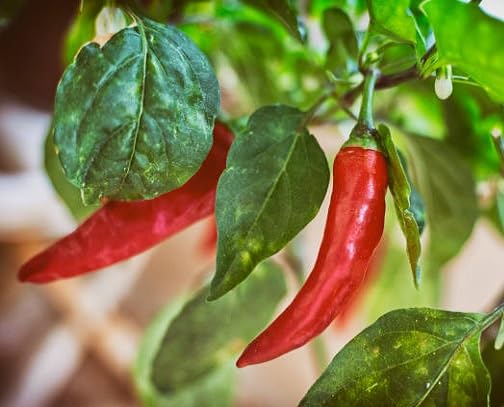 Semillas de chile rojo – Heirloom, sin OMG, alta germinación, para siembra en huerto ecológico