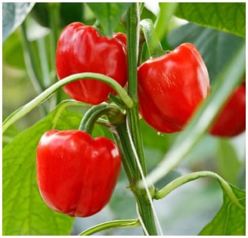 Semillas de Pimiento Rojo – Herencia, No-GMO, Alta Germinación, Semillas Orgánicas para Jardín