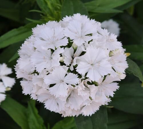 White Dianthus Flower Seeds – Heirloom, Non-GMO, High Germination Organic Garden Seeds for Planting