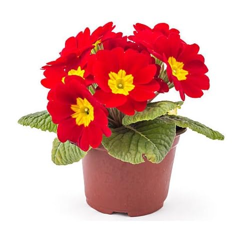 Red Primula Flower Seeds Heirloom Non-GMO High Germination Organic Garden Seeds for Planting