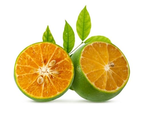 Calamansi Seeds – Heirloom, Non-GMO, High Germination Organic Garden Seeds