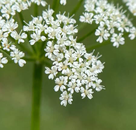 white aegopodium flower seeds