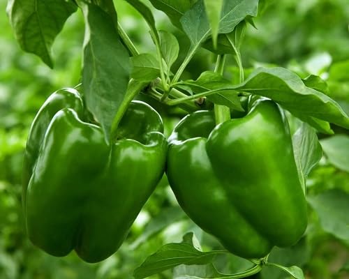 Chili Pepper Green Seeds – Heirloom, Non-GMO, High Germination Organic Garden Seeds Planting