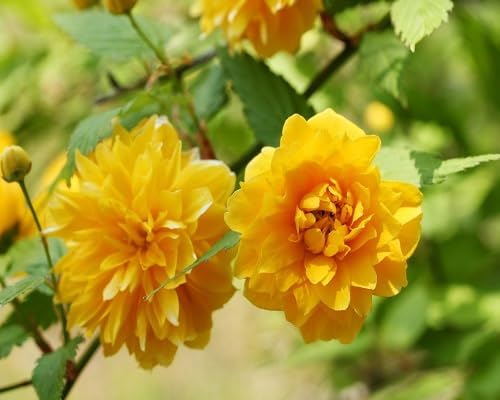 Yellow Kerria Japonica Flower Seeds – Heirloom Non-GMO High Germination Organic Garden Seeds