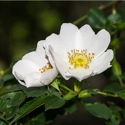 White Rosa Canina Flower Seeds Heirloom Non-GMO High Germination Organic Garden Seeds