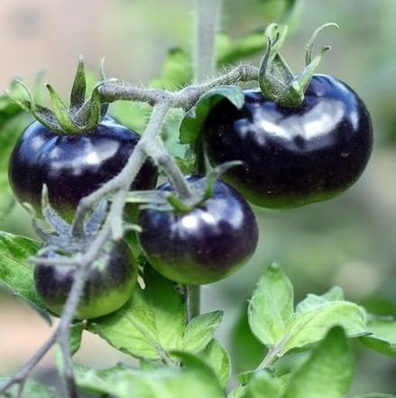 Black Tomato Seeds – Heirloom, Non-GMO, High Germination Organic Garden Seeds Planting