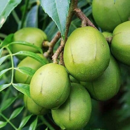 Green Spondias Seeds – Heirloom, Non-GMO, High Germination Organic Garden Seeds