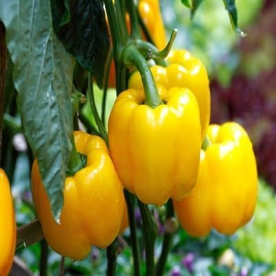 Pepper Seeds – Heirloom, Non-GMO, High Germination Organic Garden Seeds Planting