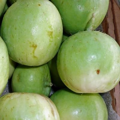 Tinda Gourd Seeds – Heirloom, Non-GMO, High Germination Organic Garden Seeds Planting