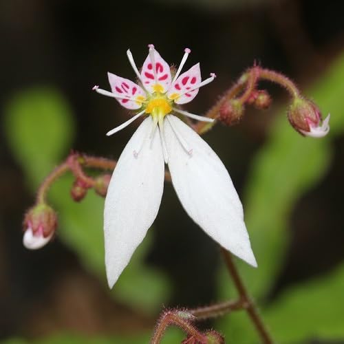 Saxifrage Flower Seeds – Heirloom Non-GMO High Germination Organic Garden Seeds