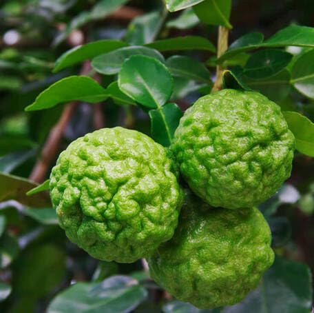 greenkaffirlimefruitheirloomnongmo flower seeds