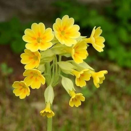 Primula Veris Flower Seeds for Planting – Heirloom Non-GMO High Germination Organic Garden Seeds