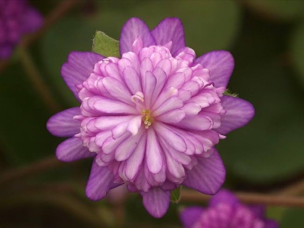 pink crepis flower seeds