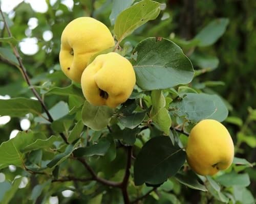Quince Seeds Heirloom Non-GMO High Germination Organic Garden Seeds for Planting